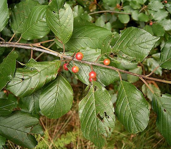 Frangula alnus